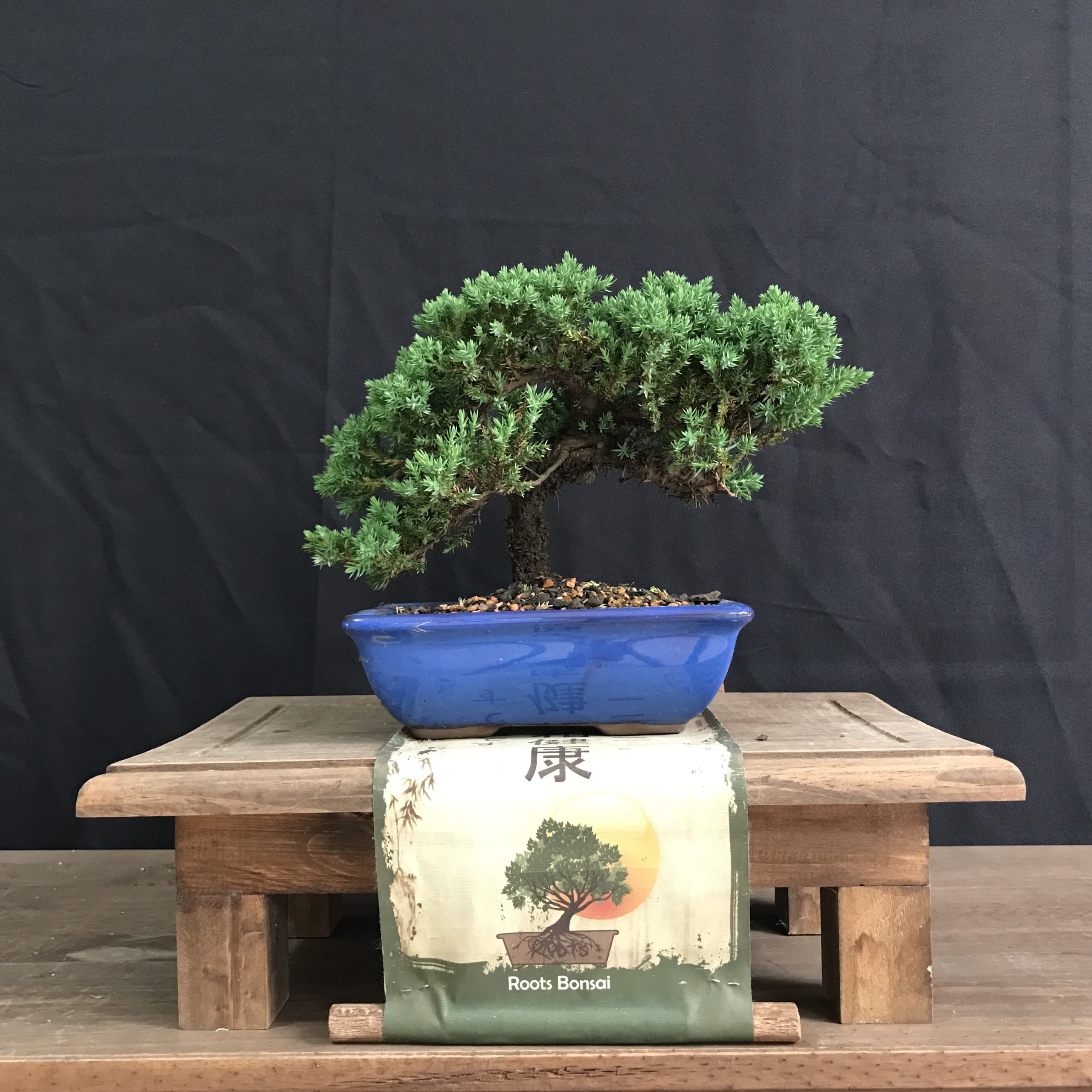 Bonsai Junipero Procumbes - Loja Roots Bonsai Brasil