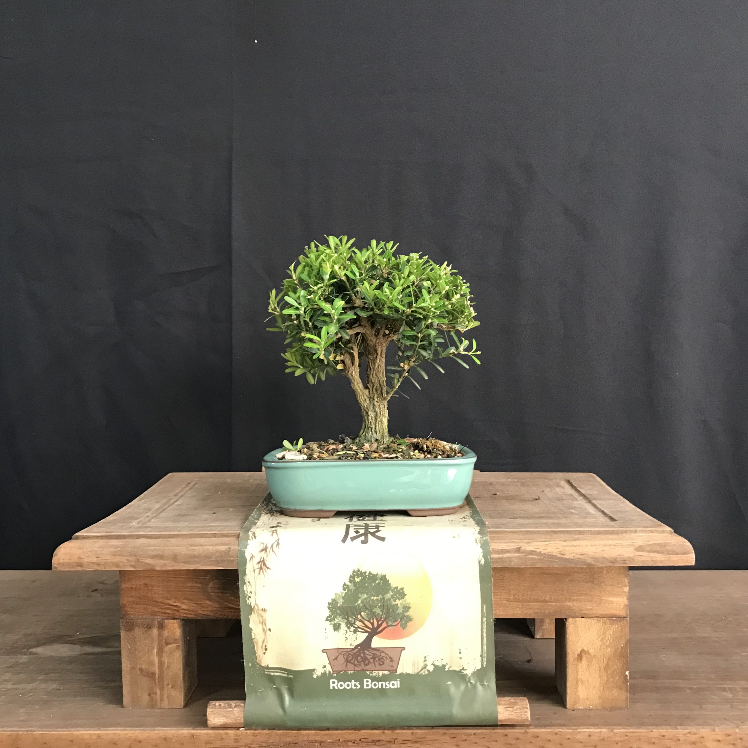 Bonsai Buxus Harland Loja Roots Bonsai Brasil